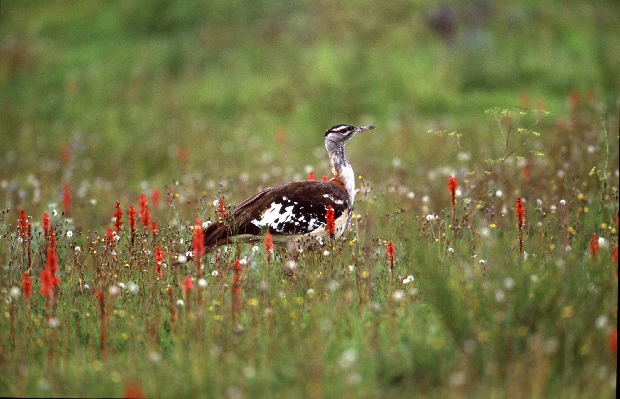 Birdwatching Safari