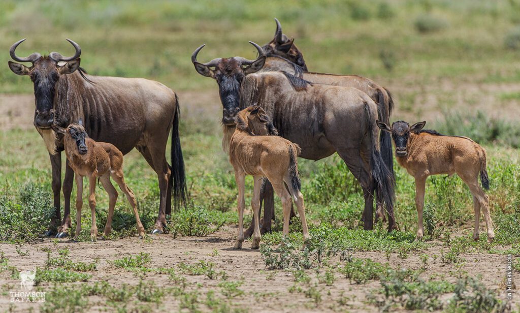 7-Day Tanzania Northern Circuit Safari