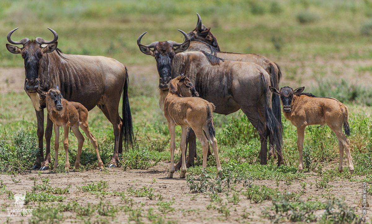 Southern Serengeti Calving Safari