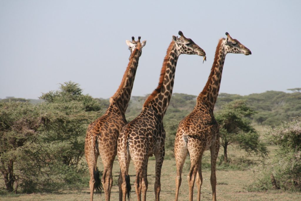 4-Days Tanzania Safari and Cultural Tour