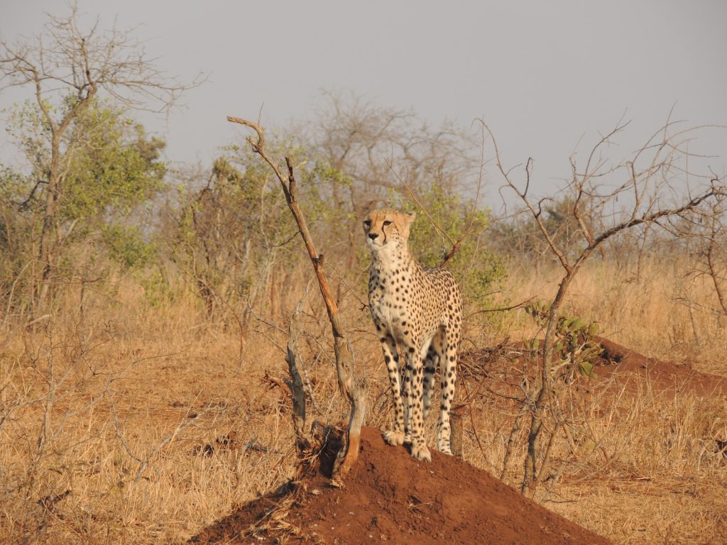 11 Days Safari Trip to Tanzania and Zanzibar