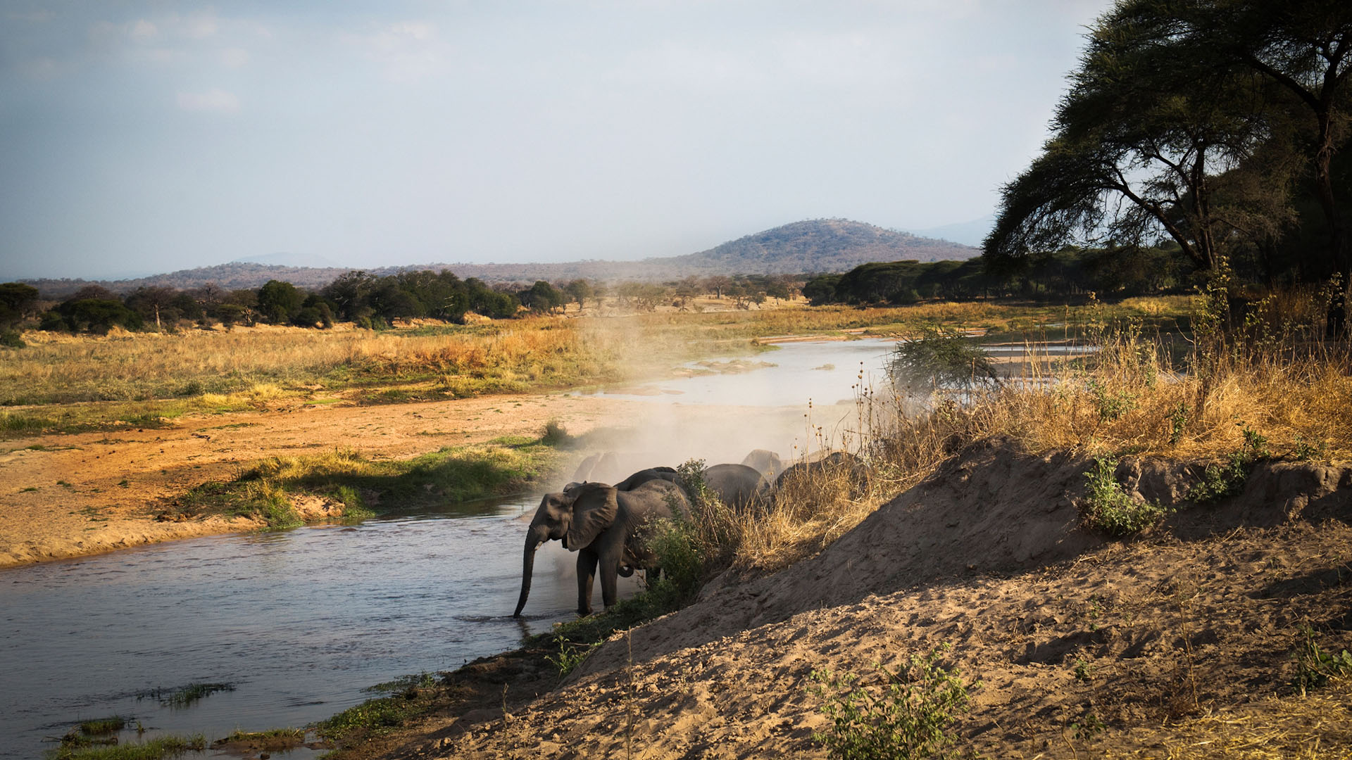 Kigelia Ruaha