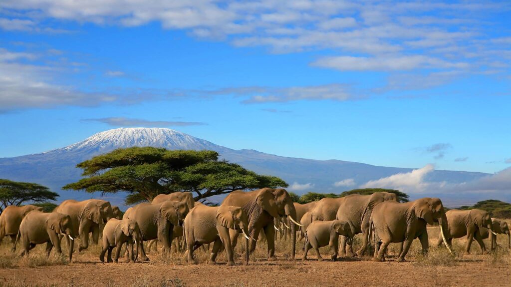 13 Days Tanzania Safari – Peak Season Luxury Safari Package and Itinerary