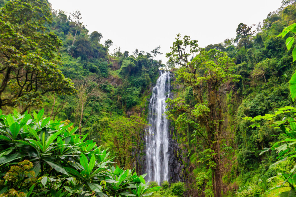 Materuni Waterfalls, Coffee, and Hotsprings Tour