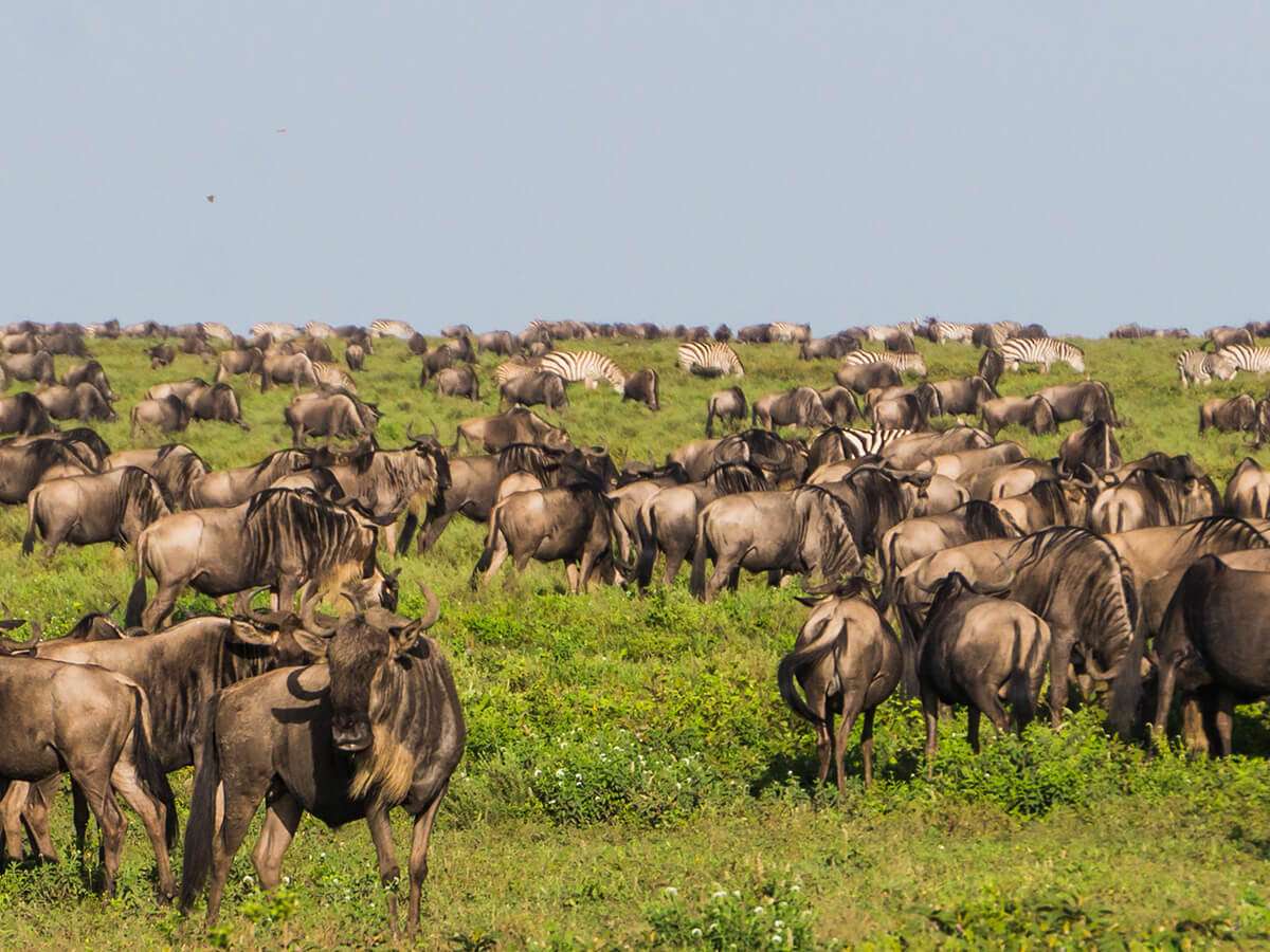 Nyerere National Park Safari