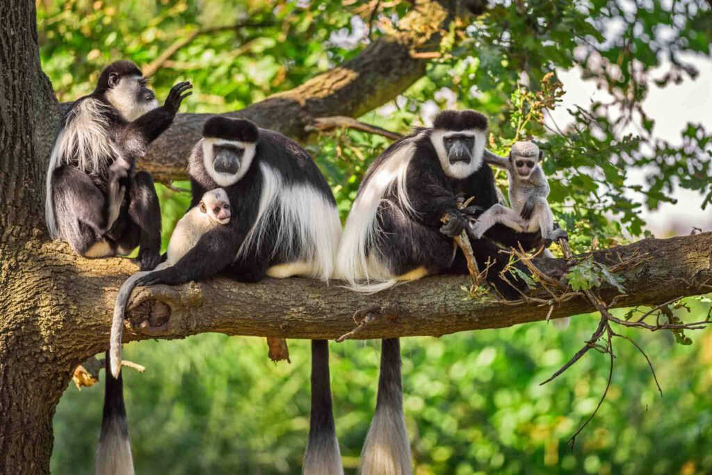 Ngorongoro Crater Day Tour