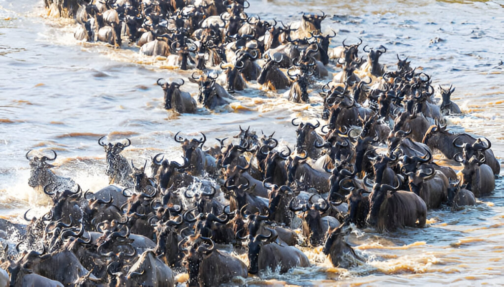 8 Days Mid-Range Serengeti Migration Safari
