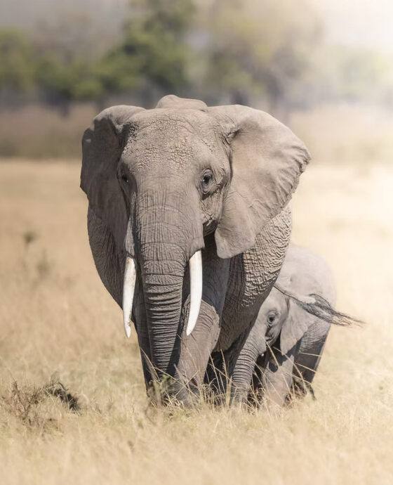 5 Day Northern Circuit Safari