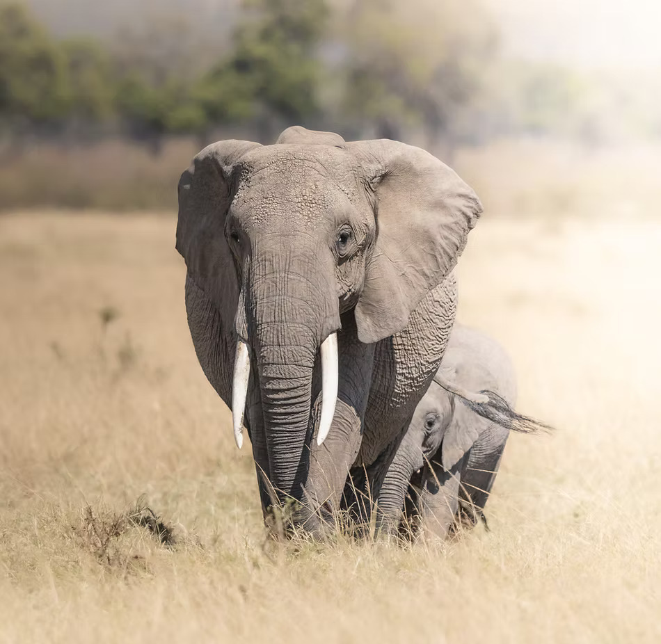 12 Days Golden Photography Safari Package