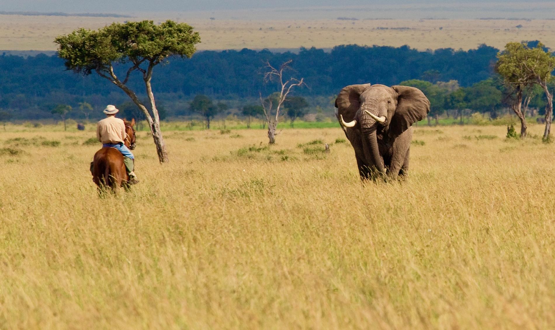 Horseback Safari