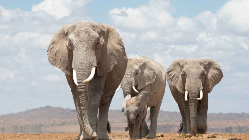 8-Day Kenya: Amboseli & Masai Mara Safari