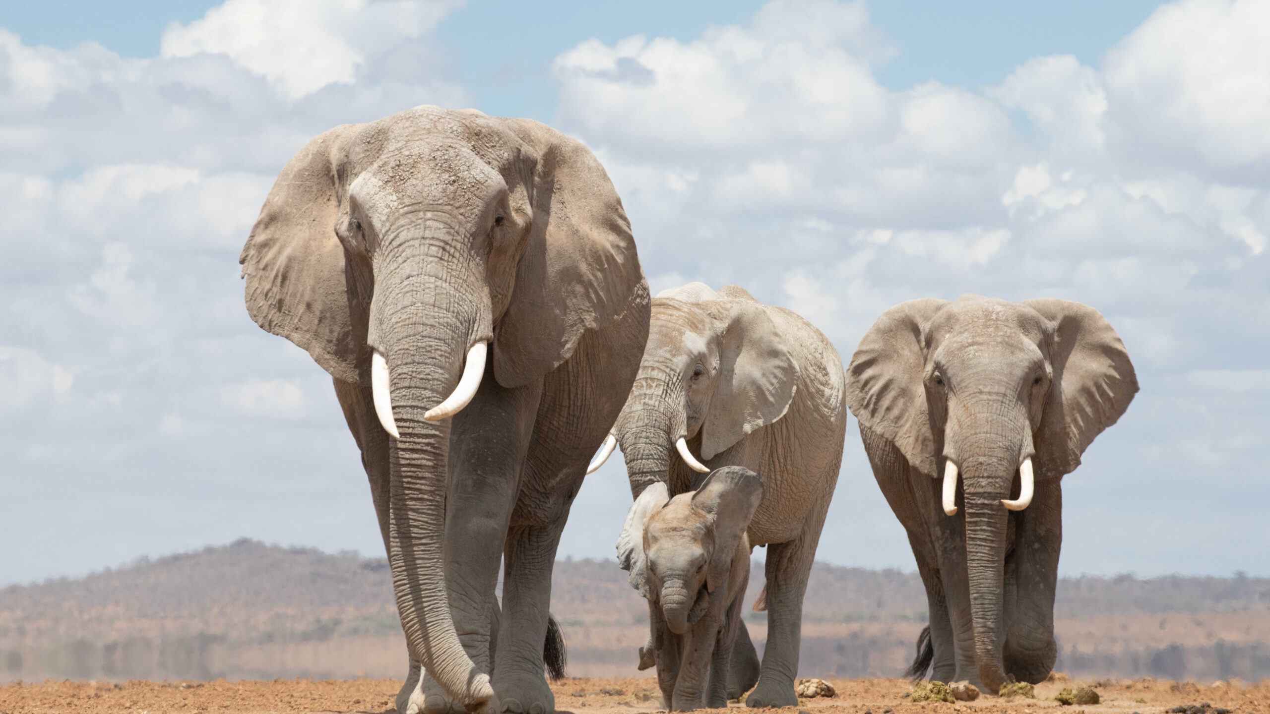 8-Day Kenya: Amboseli & Masai Mara Safari