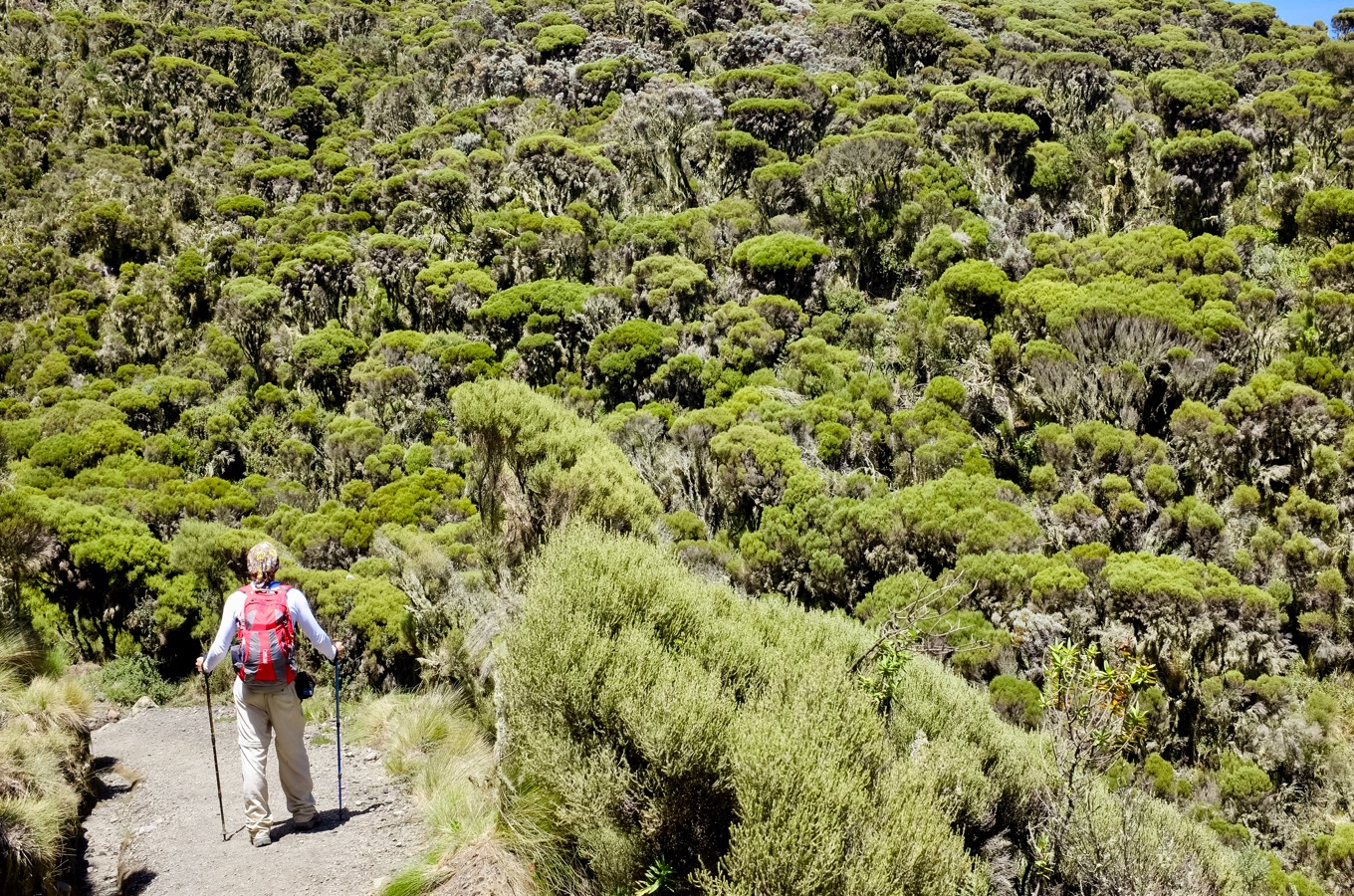 Mount Meru Trek