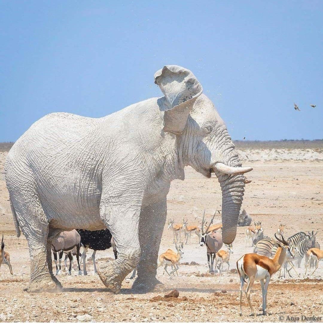 Safari Specialist