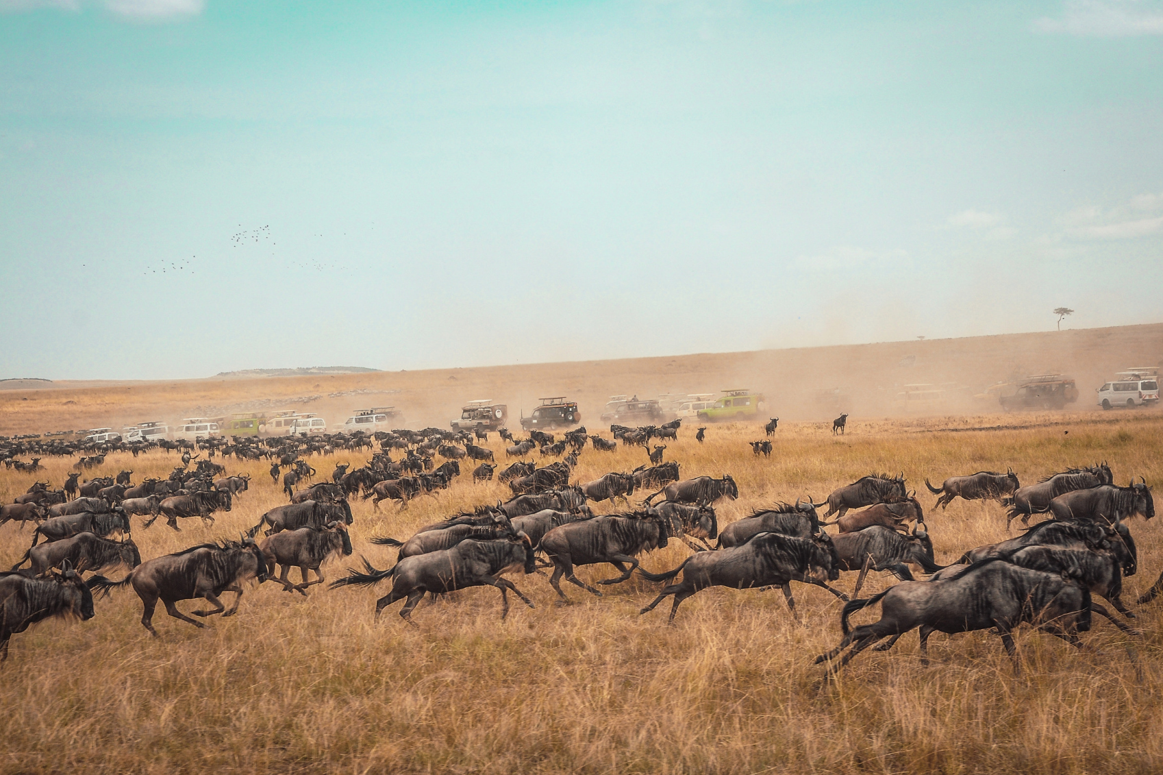 Serengeti Migration Safari