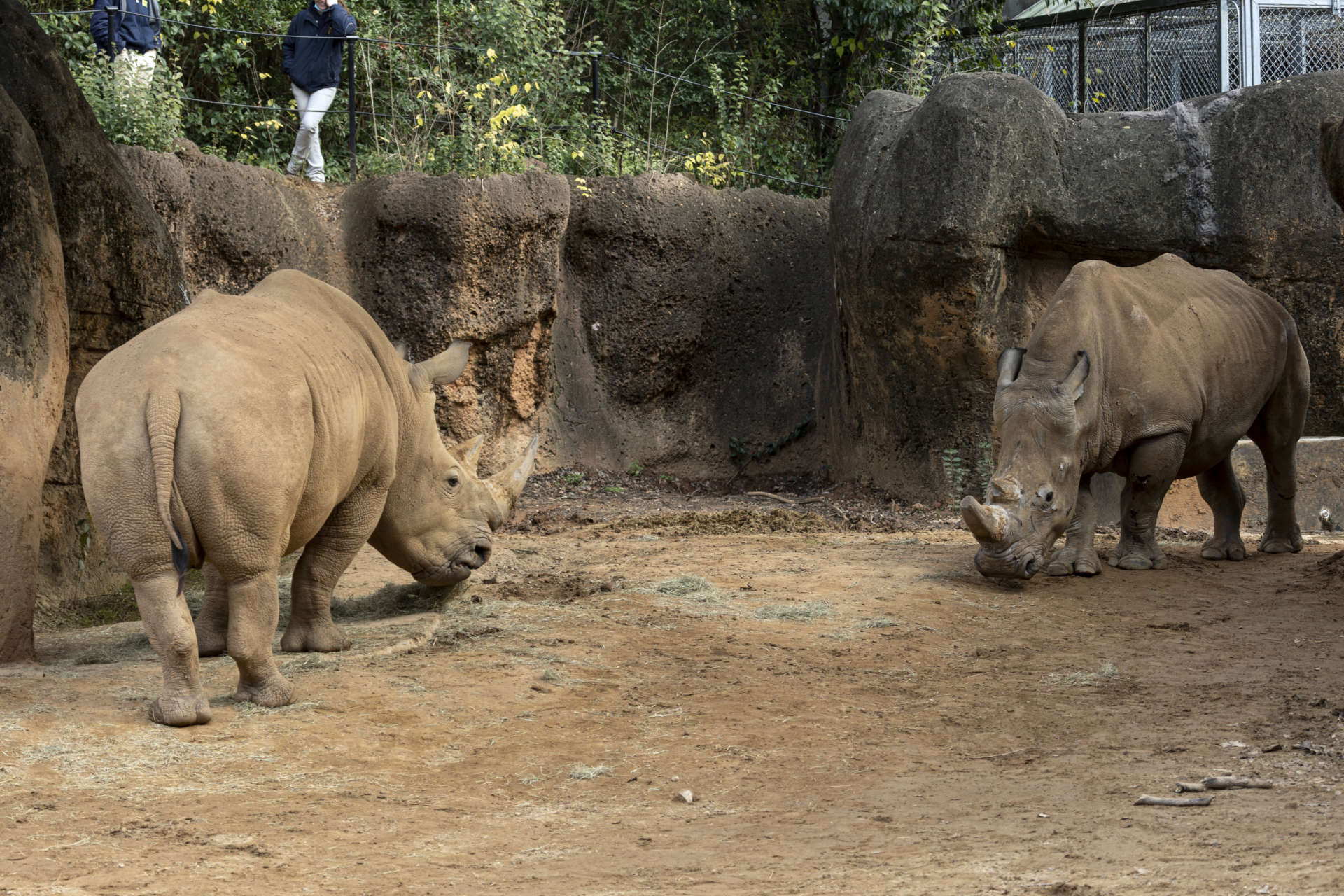 Conservation Safari