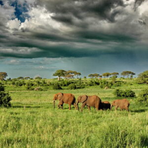 Tarangire