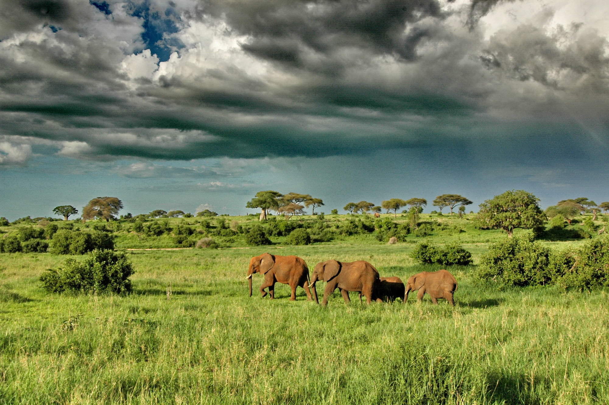Tarangire National Park, Tanzania