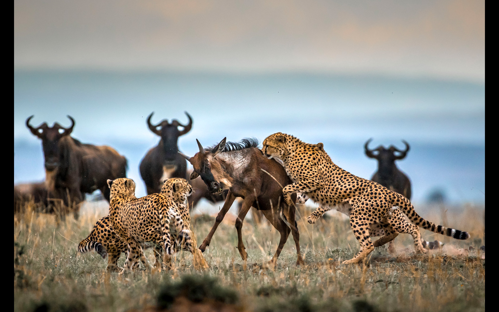 Nyerere National Park Safari
