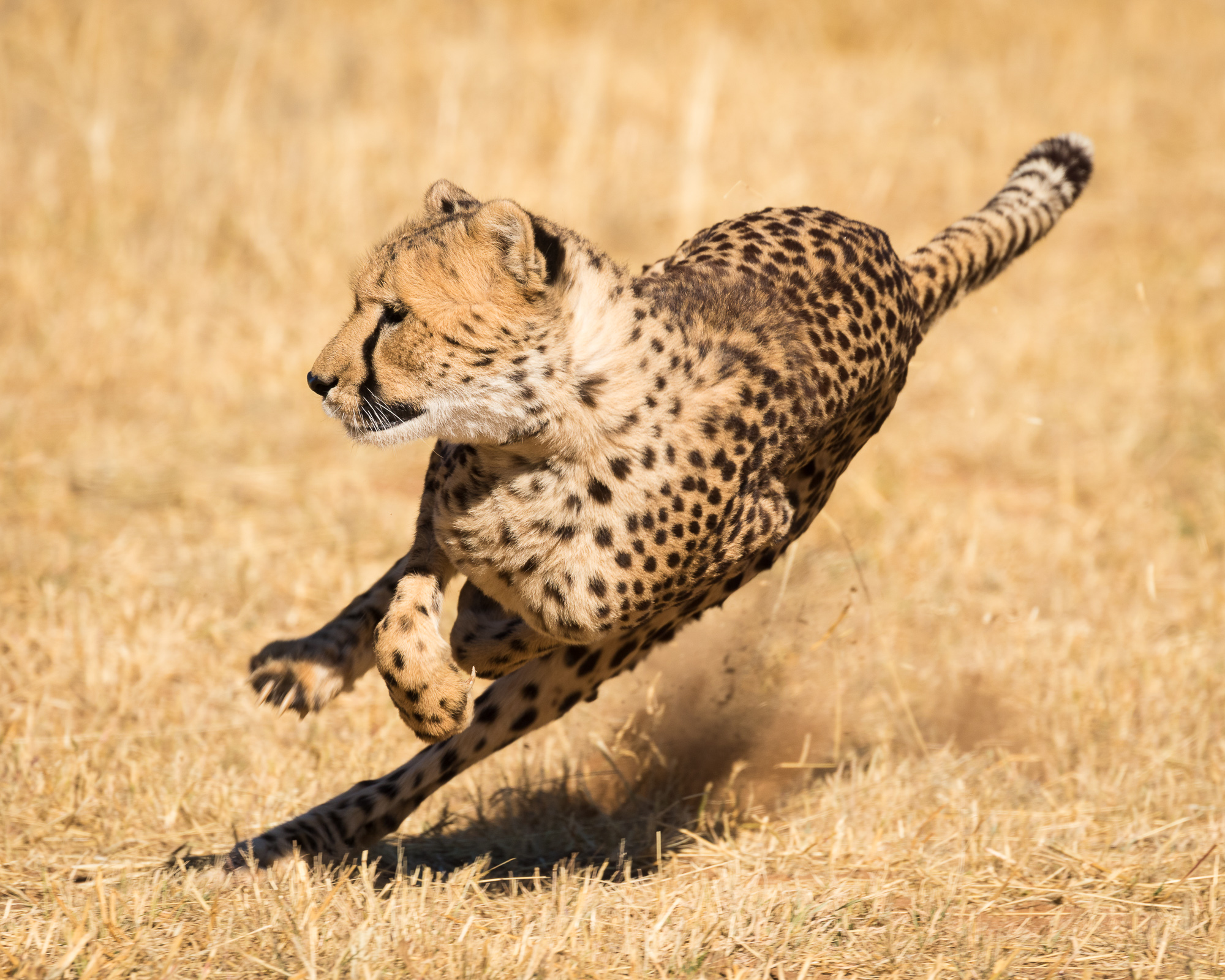 Conservation Safari