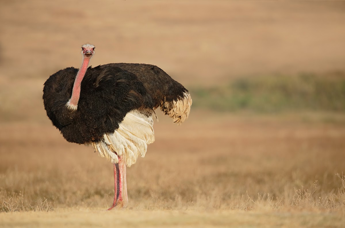 Ngorongoro Crater