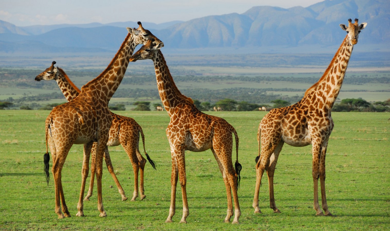 Central Serengeti Safari
