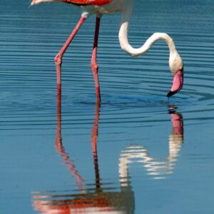 Lake Manyara