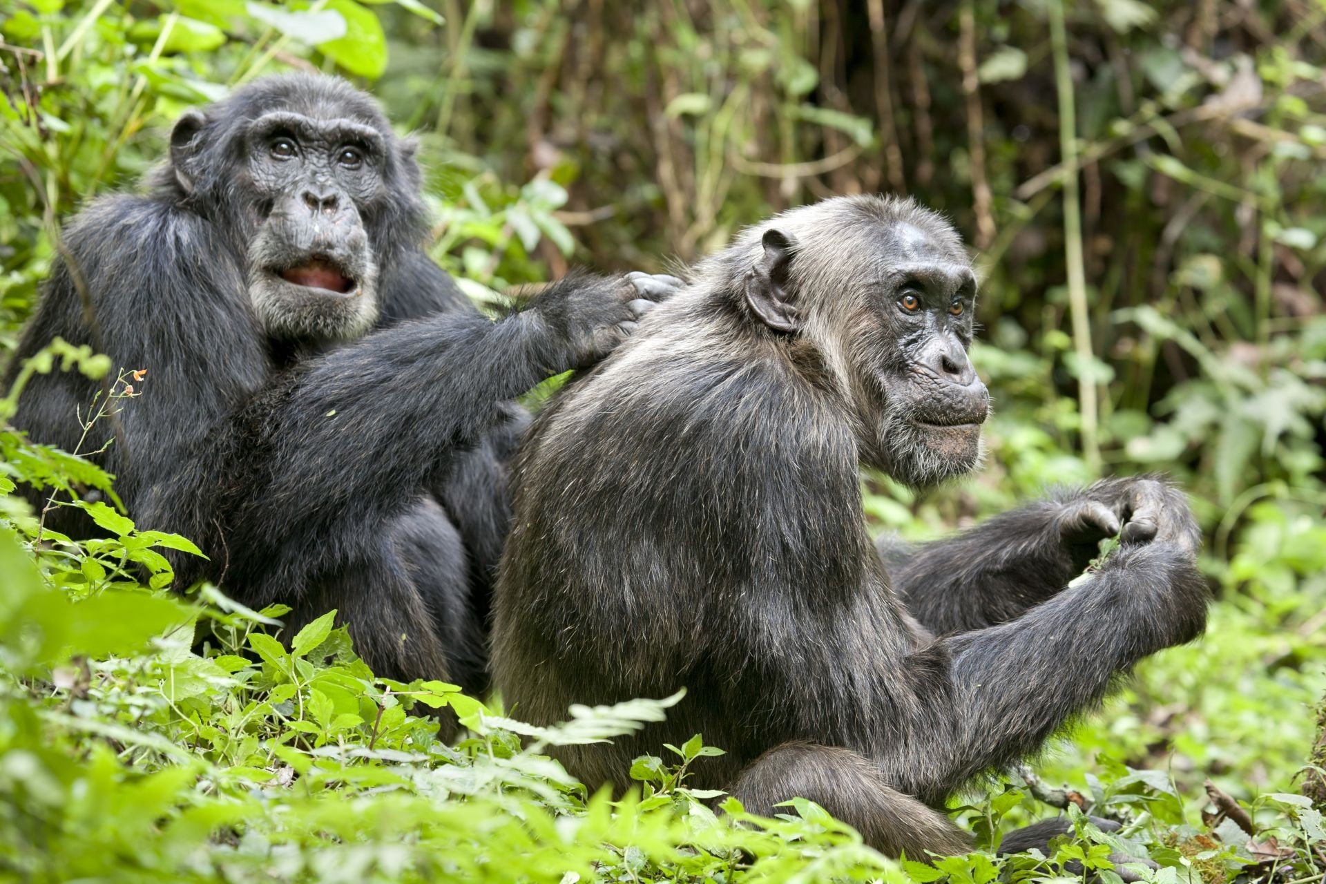 Primate Tracking Safari