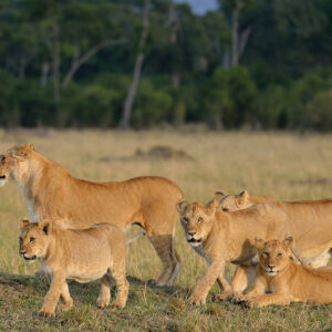 Serengeti