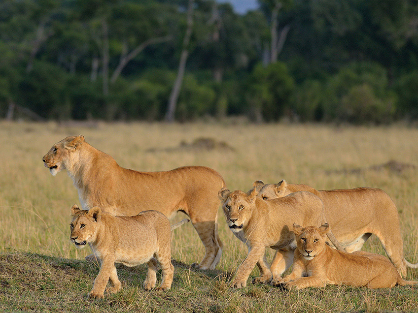 Best Time for Tanzania Safari