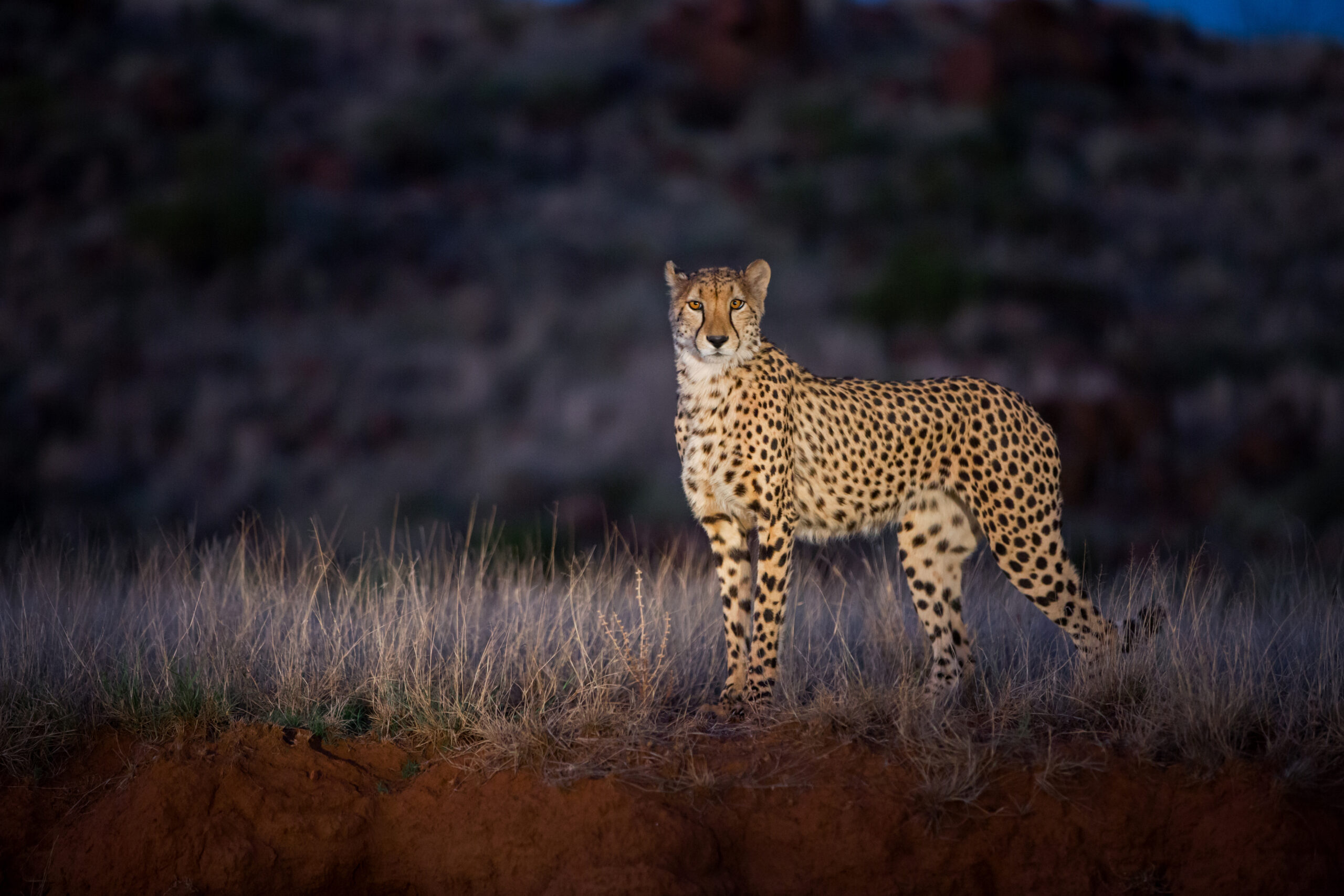 Night Game Drive Safari