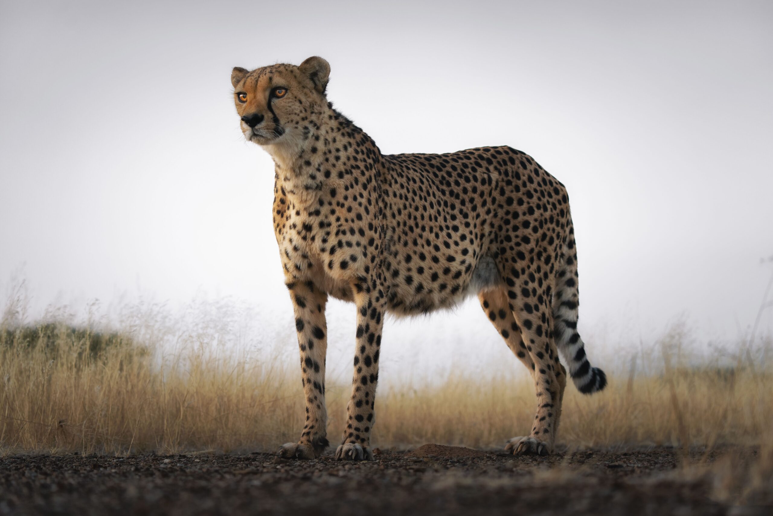 10-Day Fly-in Tarangire, Manyara & Northern Serengeti