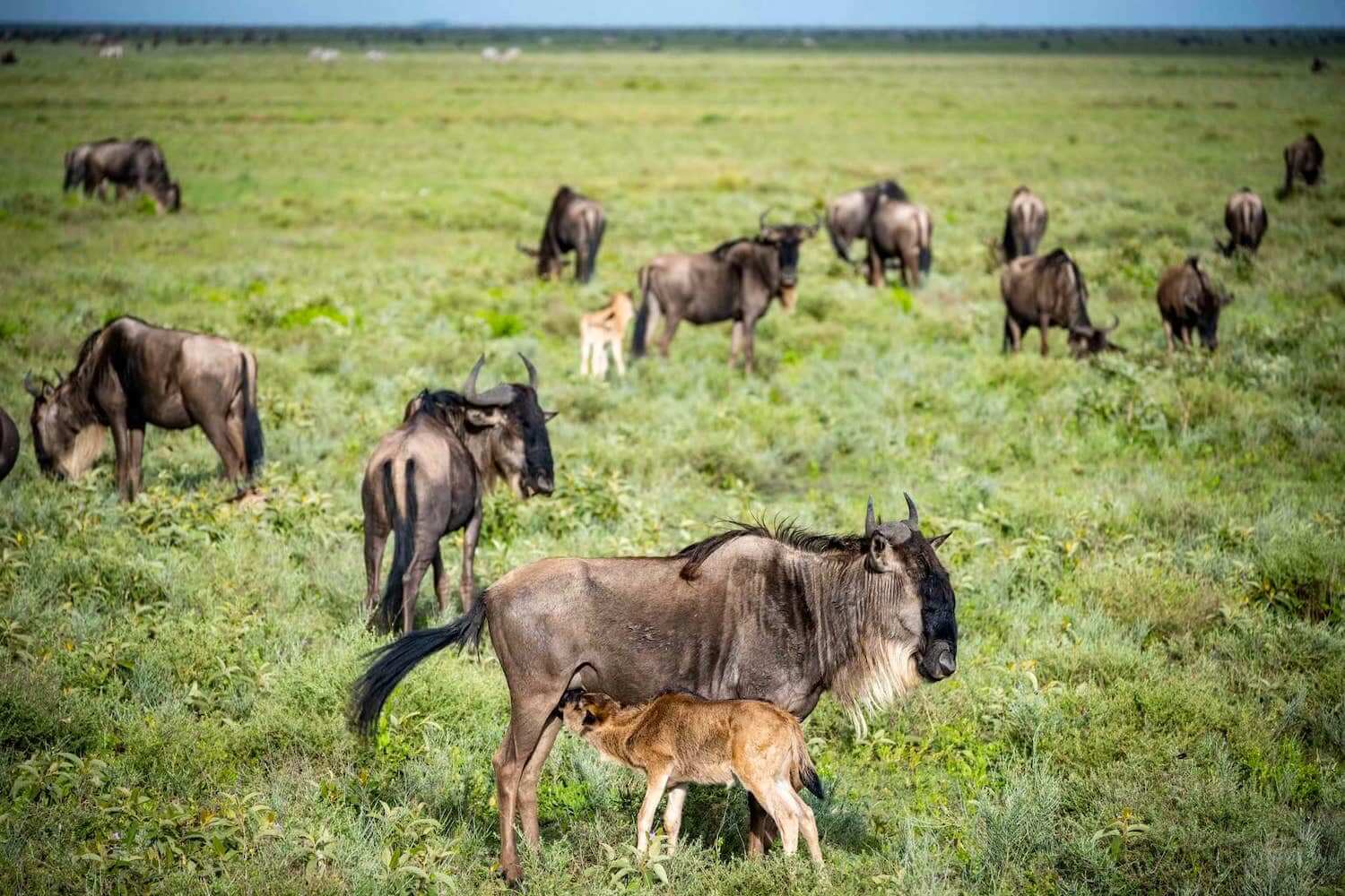 Southern Serengeti Calving Safari
