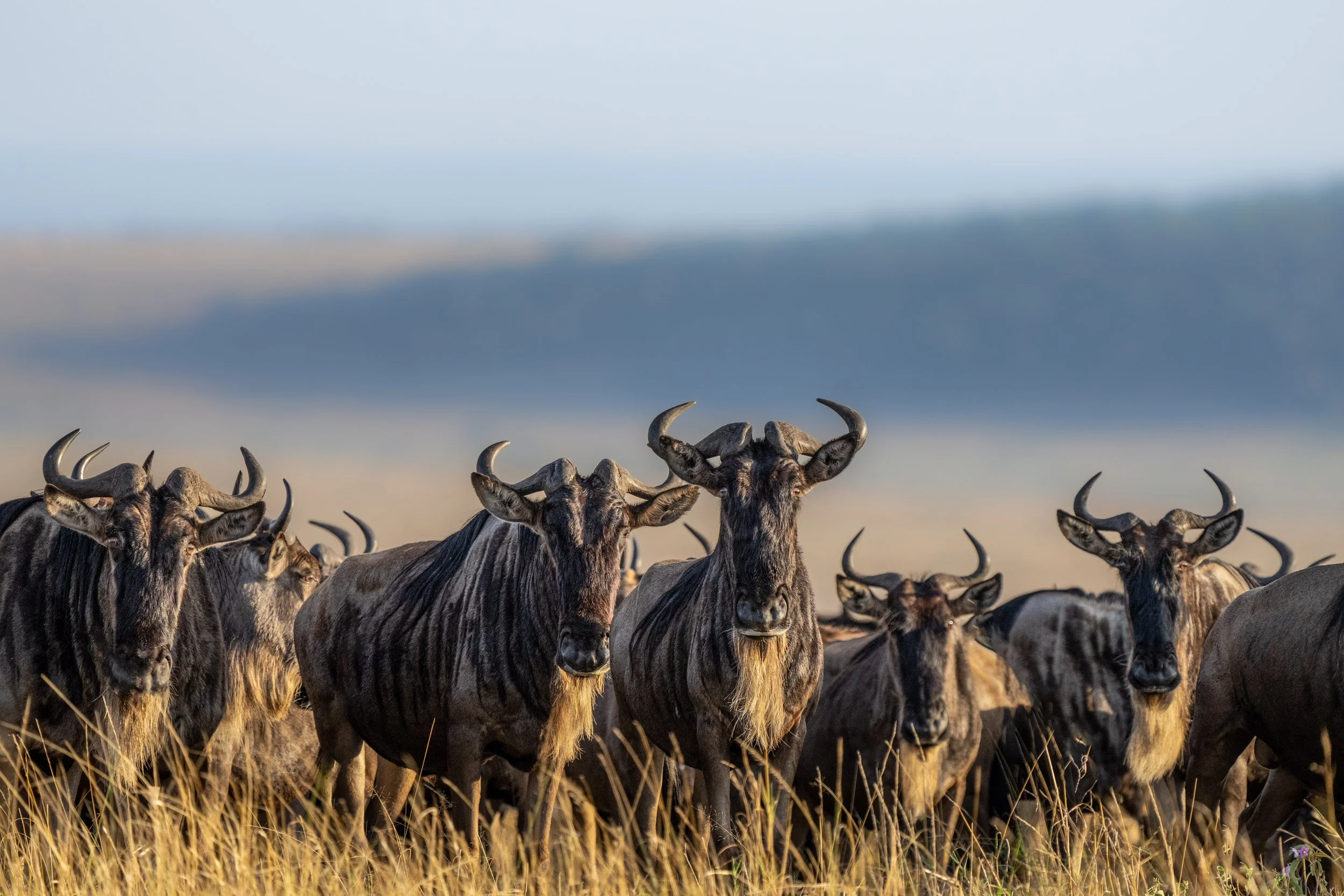 9-Day Serengeti Grand Tour